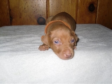 Orange Collar Boy