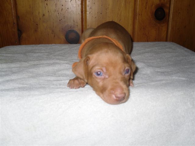Orange Collar Boy