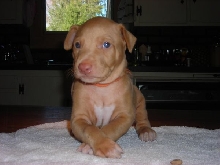Orange Collar Boy