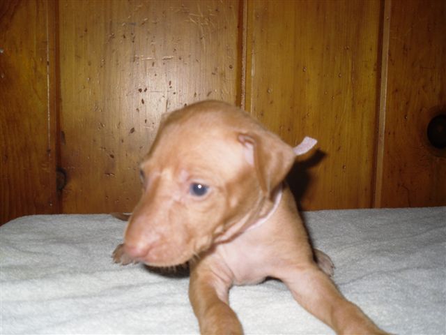 Pink Collar Boy