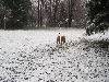 Playing in the Snow