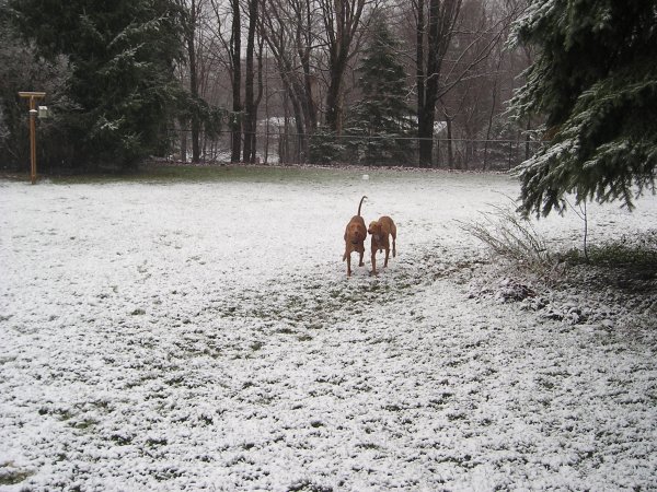 Playing in the Snow