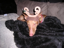 Poor Fuji Reindeer