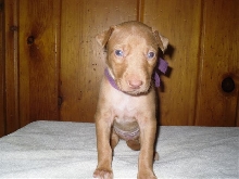 Purple Collar Girl