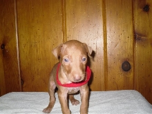 Red Collar Boy