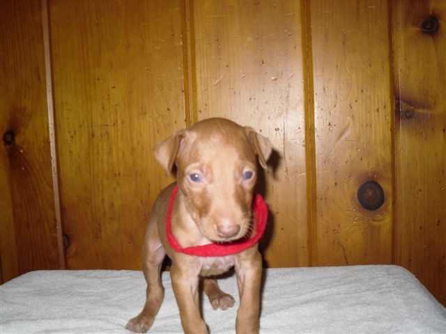 Red Collar Boy
