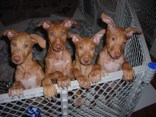 4 pups