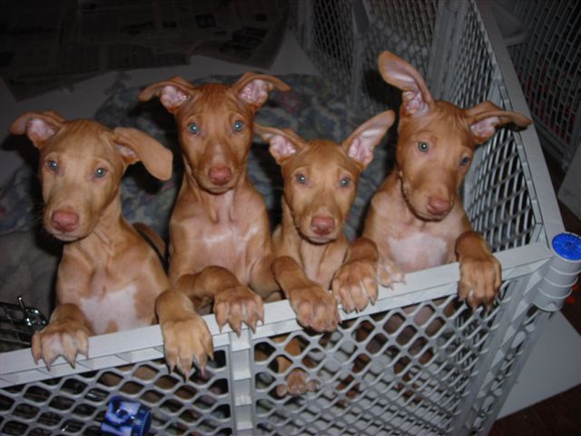 4 pups