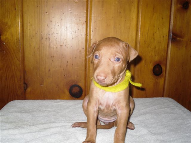 Yellow Collar Girl