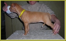 Yellow Collar Girl