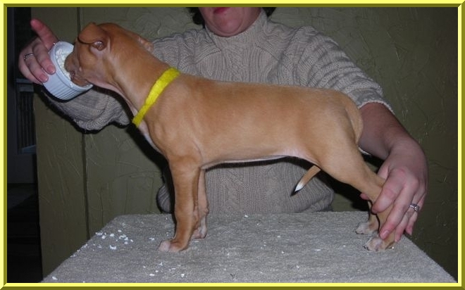 Yellow Collar Girl