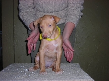 Yellow Collar Girl