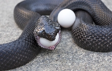 Black Pine eating chicken egg