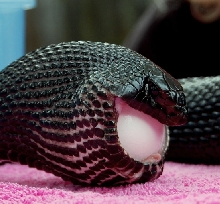 Black Pine female eats chicken eggs at fairs!