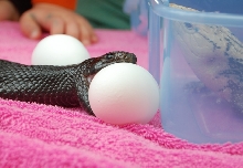 Black Pine Female Eats Chicken Eggs at Fairs!