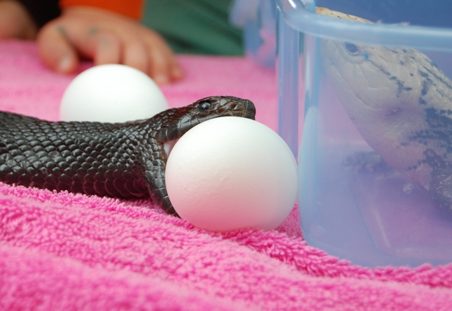 Black Pine Female Eats Chicken Eggs at Fairs!