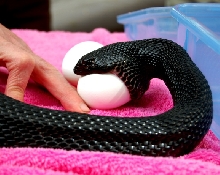Black Pine female eats chicken eggs at fairs!