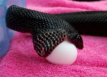 Black Pine snake female eats chicken eggs at fairs!