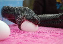 Black Pine female eats chicken eggs at fairs!