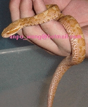 my snake