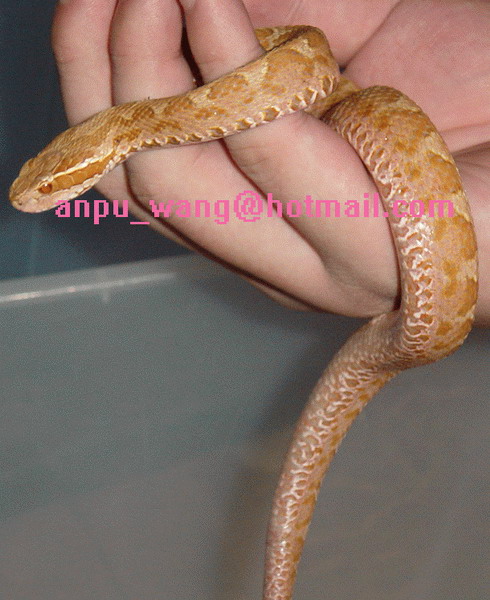 my snake