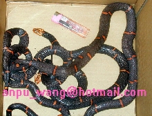 my Fea's Pit viper