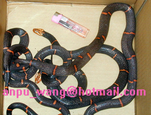 my Fea's Pit viper
