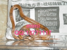 E.porphyracea nigrofasciata