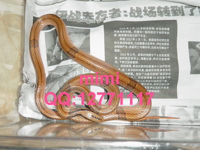 E.porphyracea nigrofasciata