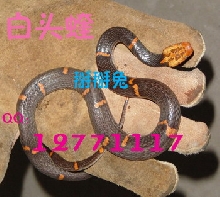 Fea's Pit viper