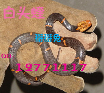 Fea's Pit viper