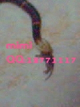 Fea's Pit viper