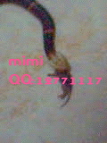 Fea's Pit viper