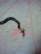 Fea's Pit viper