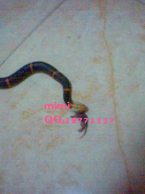 Fea's Pit viper