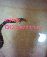 Fea's Pit viper