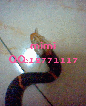 Fea's Pit viper