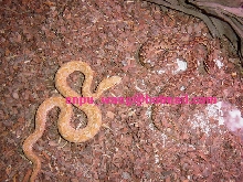 SNAKE