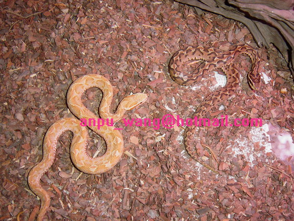 SNAKE