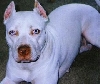 my pitbull