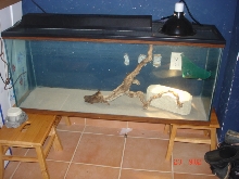 beardie cage 1