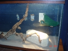 beardie cage 2