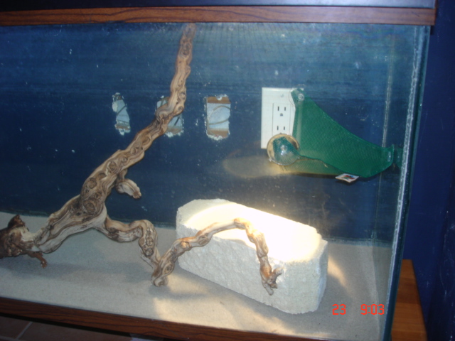 beardie cage 2