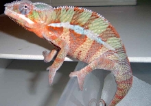 ambilobe
