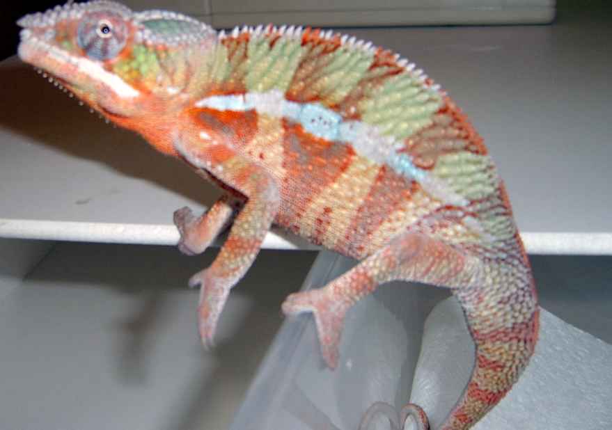 ambilobe