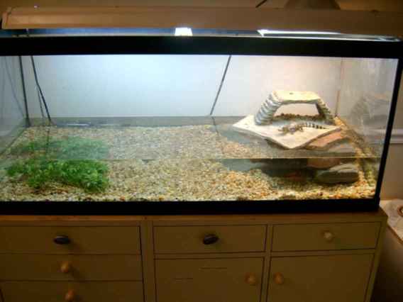75 gallon tank for babies