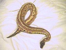 Marter Blood2