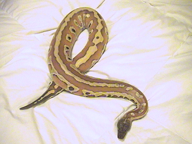 Marter Blood2