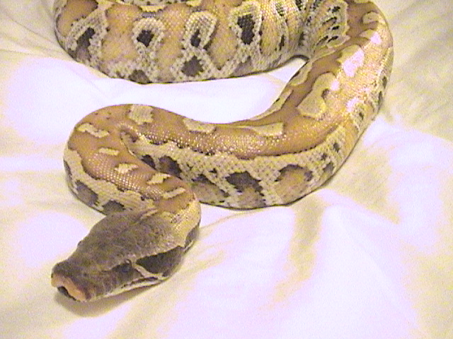 Female blood