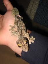 Albert, the adult mossy